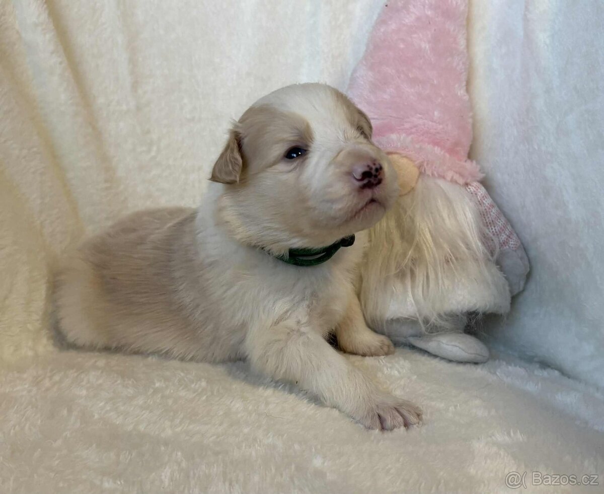 Border kolie s PP - 6