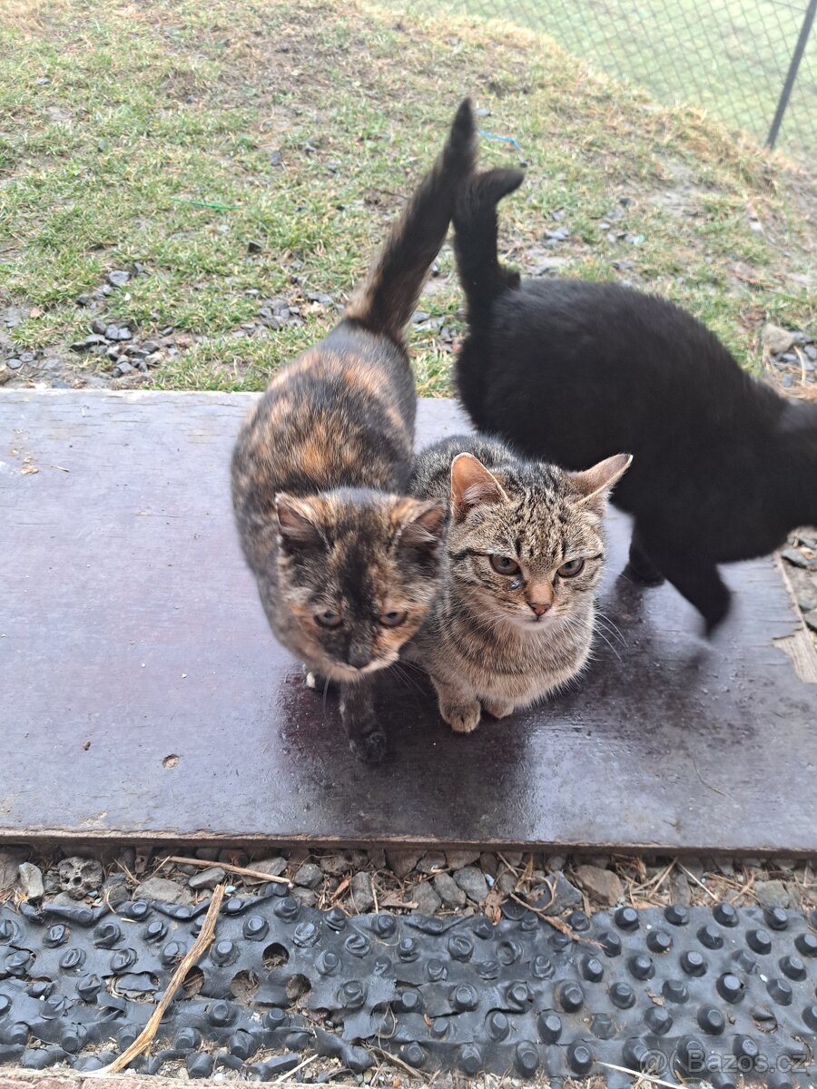 Daruji Kočky - 6