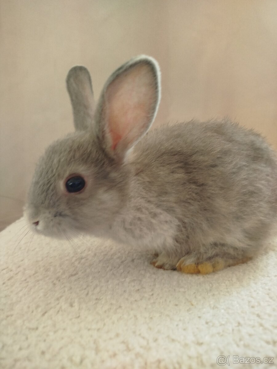 Zakrslý králíček 🐰 - 6