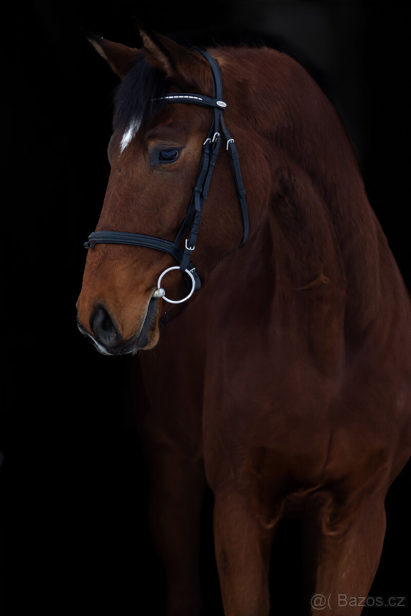 Nadějný talentovaný valach po Statis Conti - 6