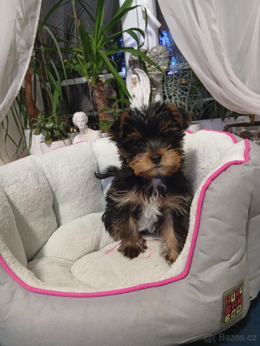 Jorkšírský teriér - 6