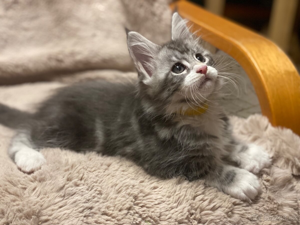 Mainská mývalí koťátka - 6