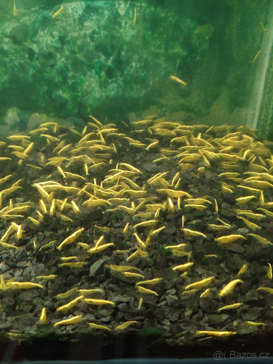 krevetky neocaridina - 6