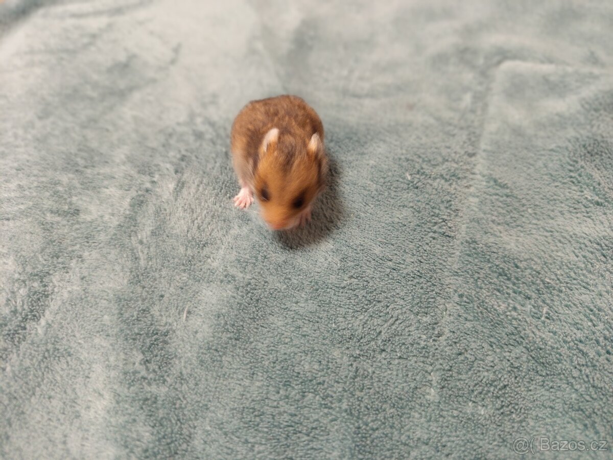 Mláďata křeček syrský - 6