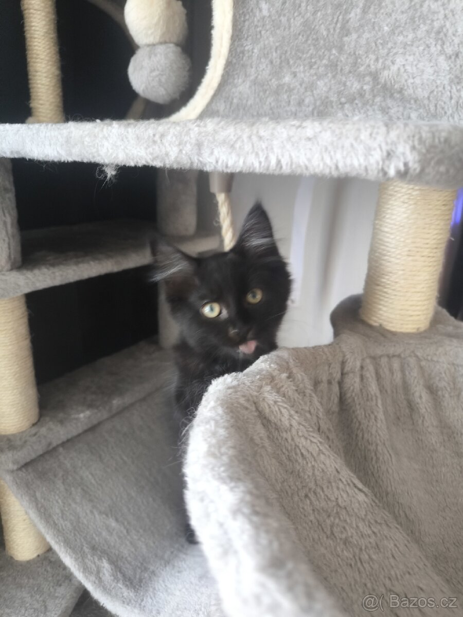 Mainská mývalí s PP - 6