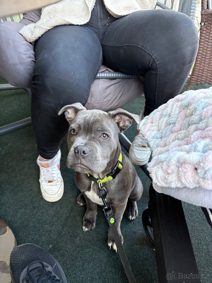 Stafordširský bulteriér - 6