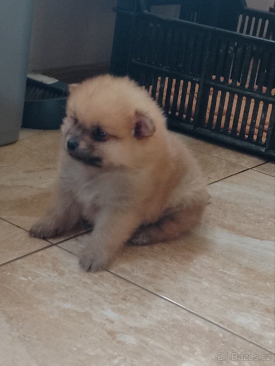 Pomeranian Špic - 6