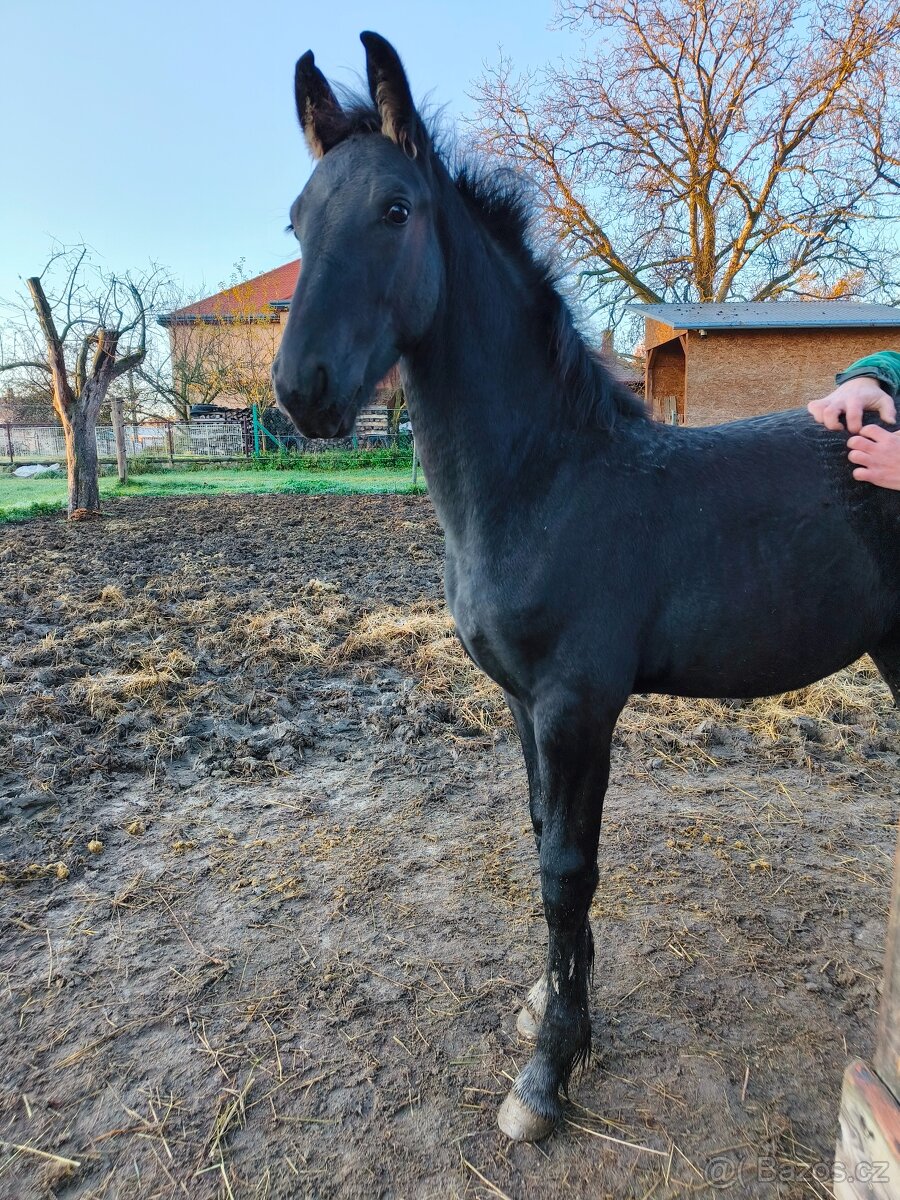 Nádherná fríská kobylka s velkým potenciálem - 6