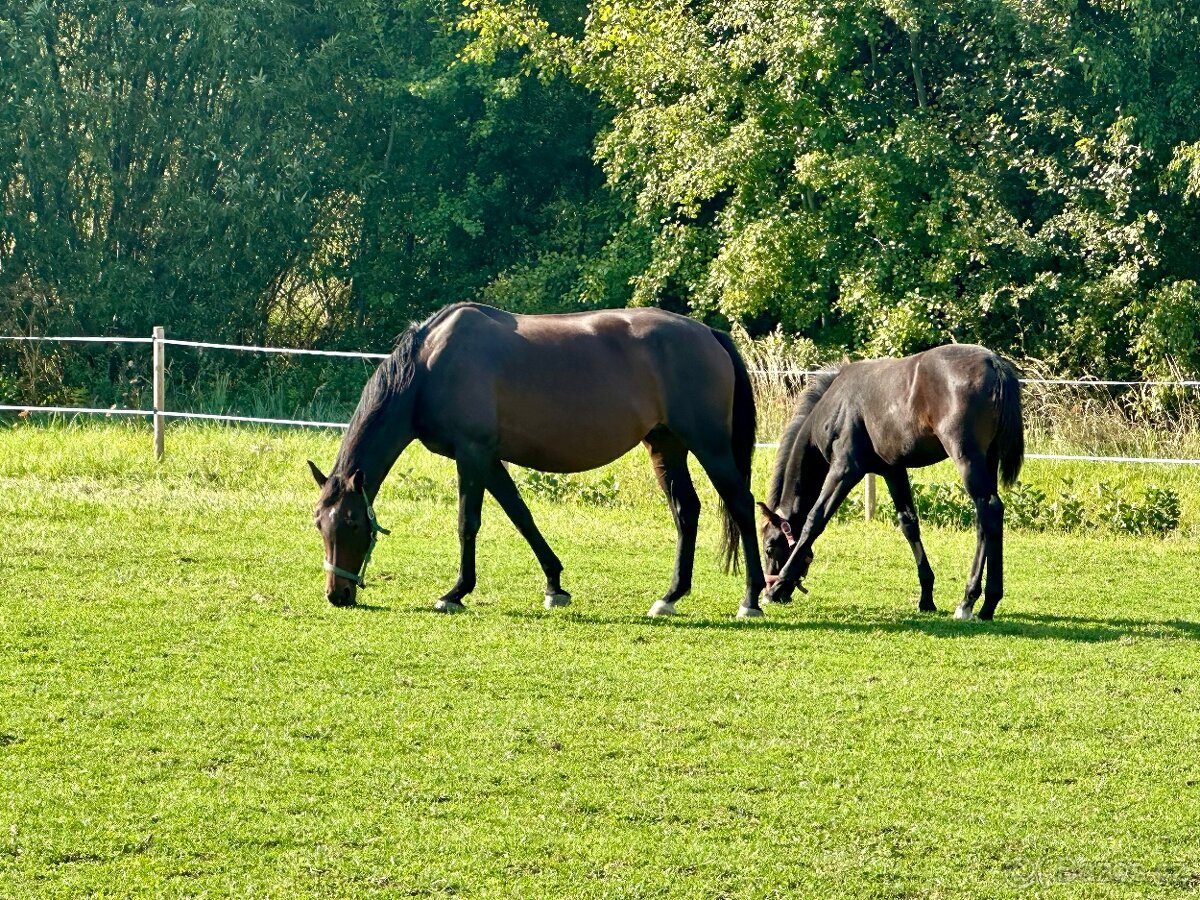 Nadějný drezurní hřebeček po odstavu Toto Gold/Glamourdale - 6