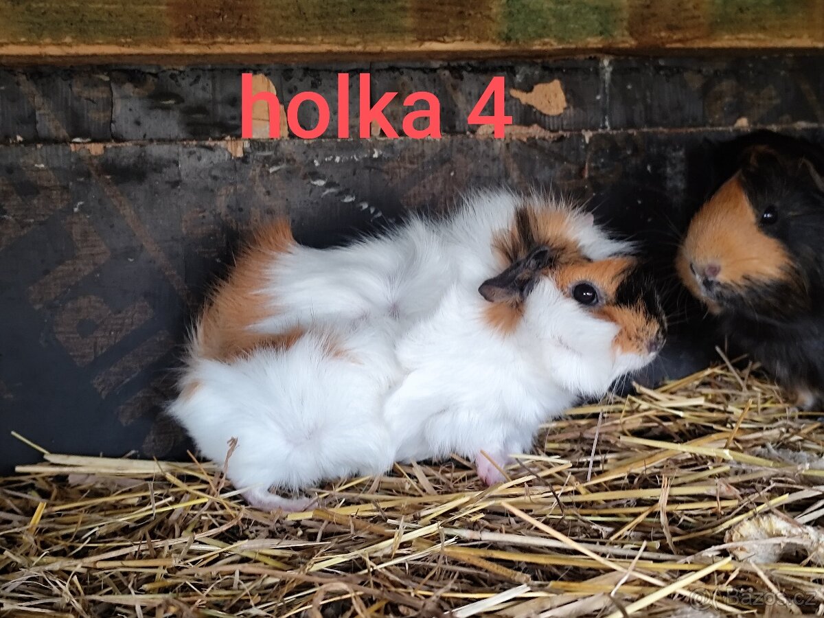 morče, morčátko - 6