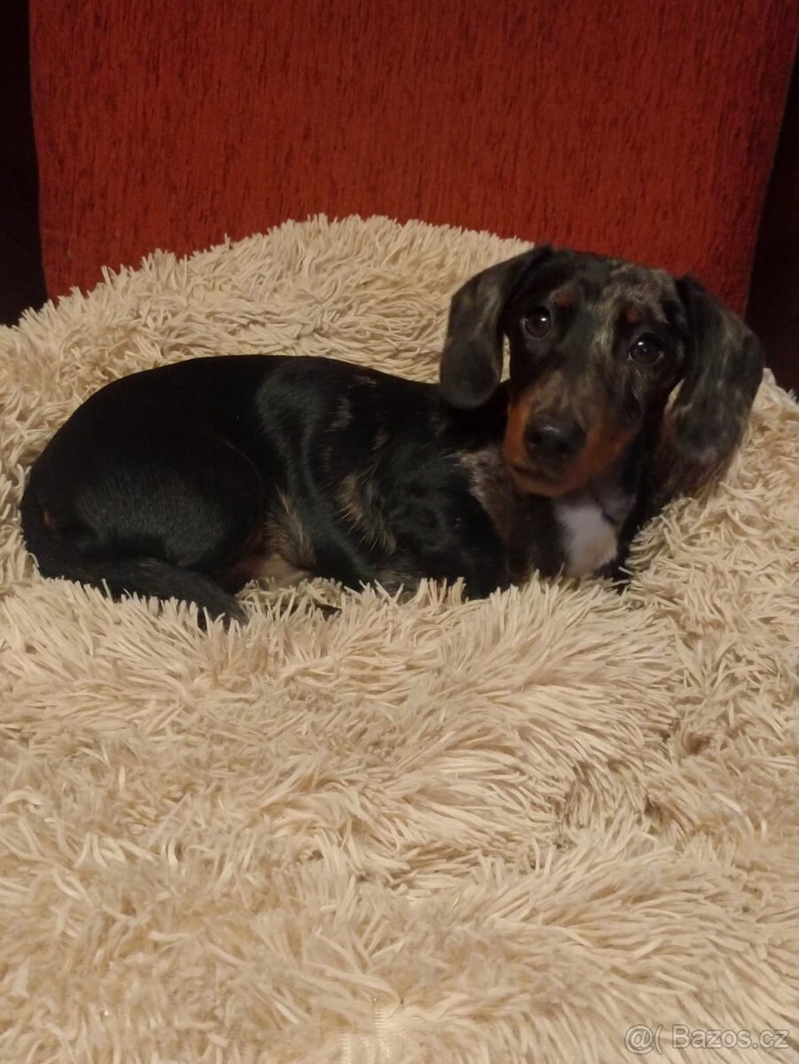 Jezevčík hladkosrstý trpasličí - 6