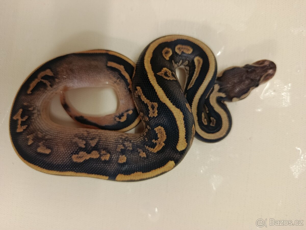 Krajta královská - 6
