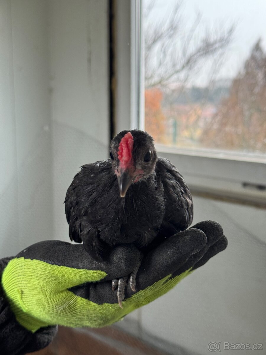 Zakrslé slepičky a kohouti - 6