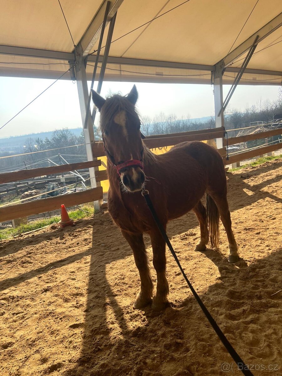 Prodám valacha plemene Welsh Part-Bred - 6