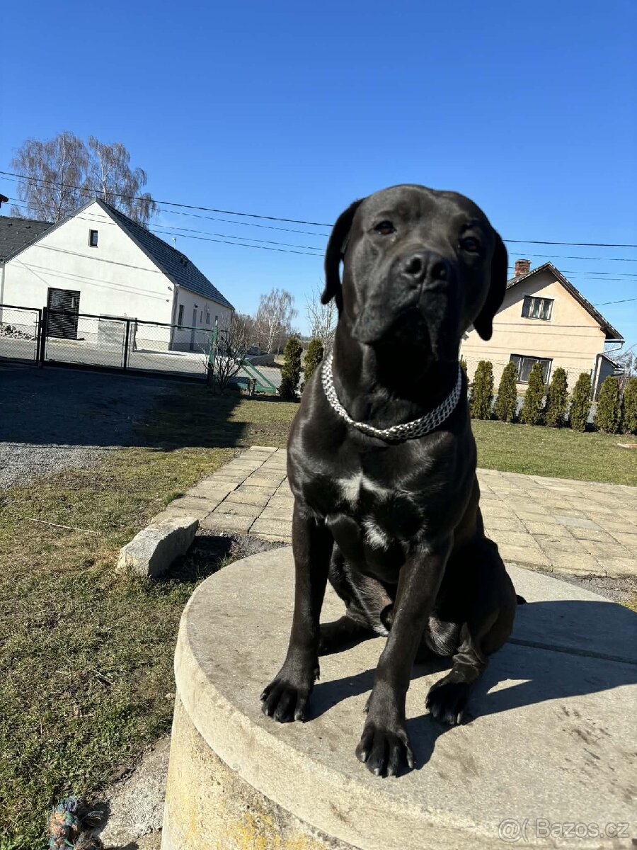 Prodej psa - 6