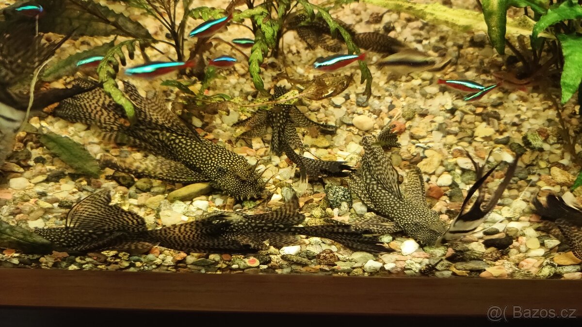 Ancistrus long fin - 6