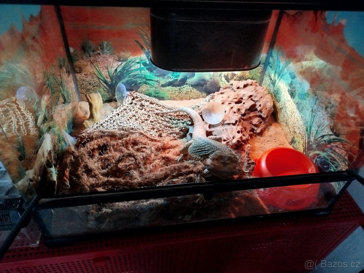 Prodám agamu i s teráriem - 6