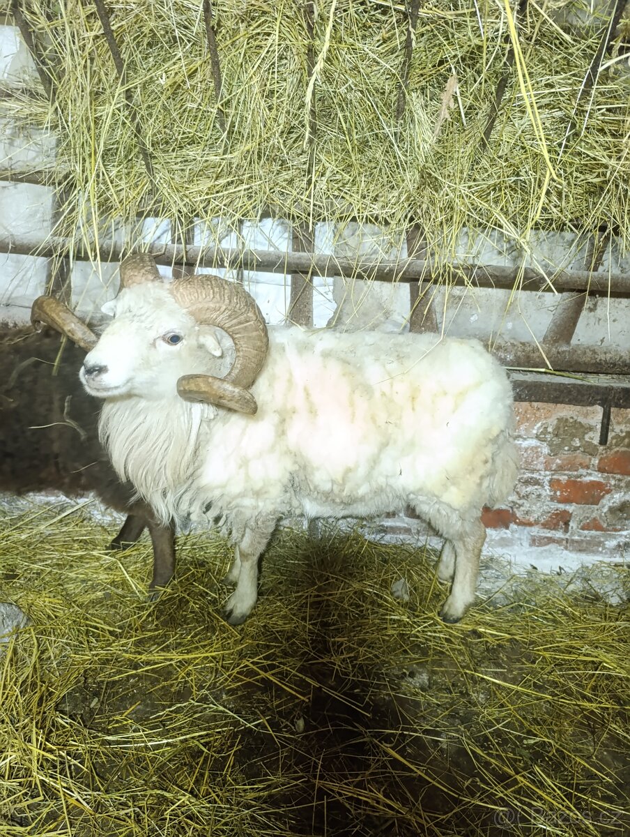 Ouesantská / quessntská ovce - 6