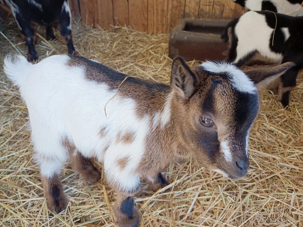 Holandská zakrslá koza - 6