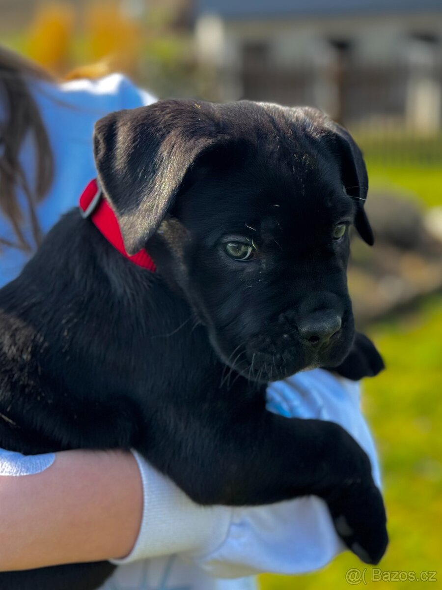 Štěňátka Cane Corso s PP - 6