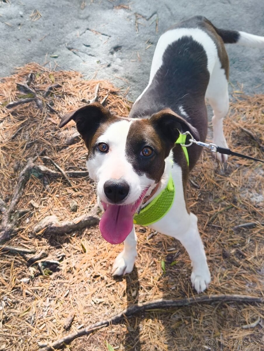 Štěňata - kříženec - 6