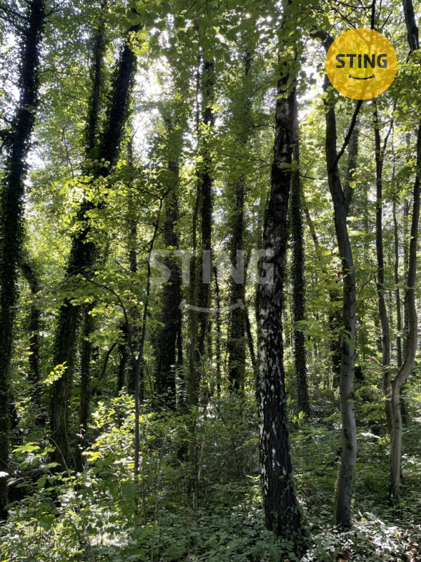 Prodej lesa, 9.789 m2, Hnojník, 133518 - 6