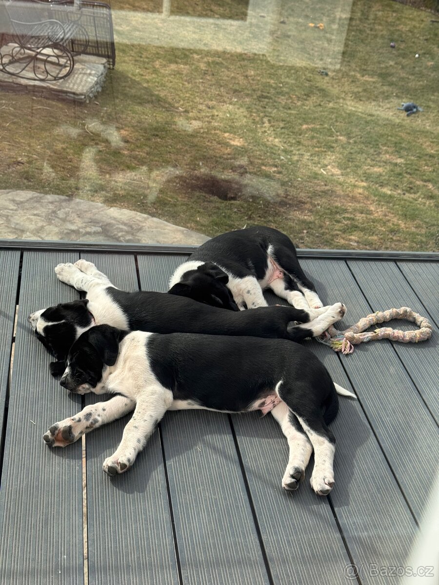 Štěňátko mix Aussie a Ohař s PP - 6
