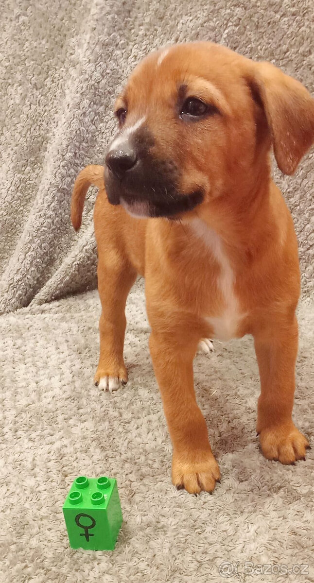 Kříženci – retrívr x labrador x ridgeback x stafford - 6