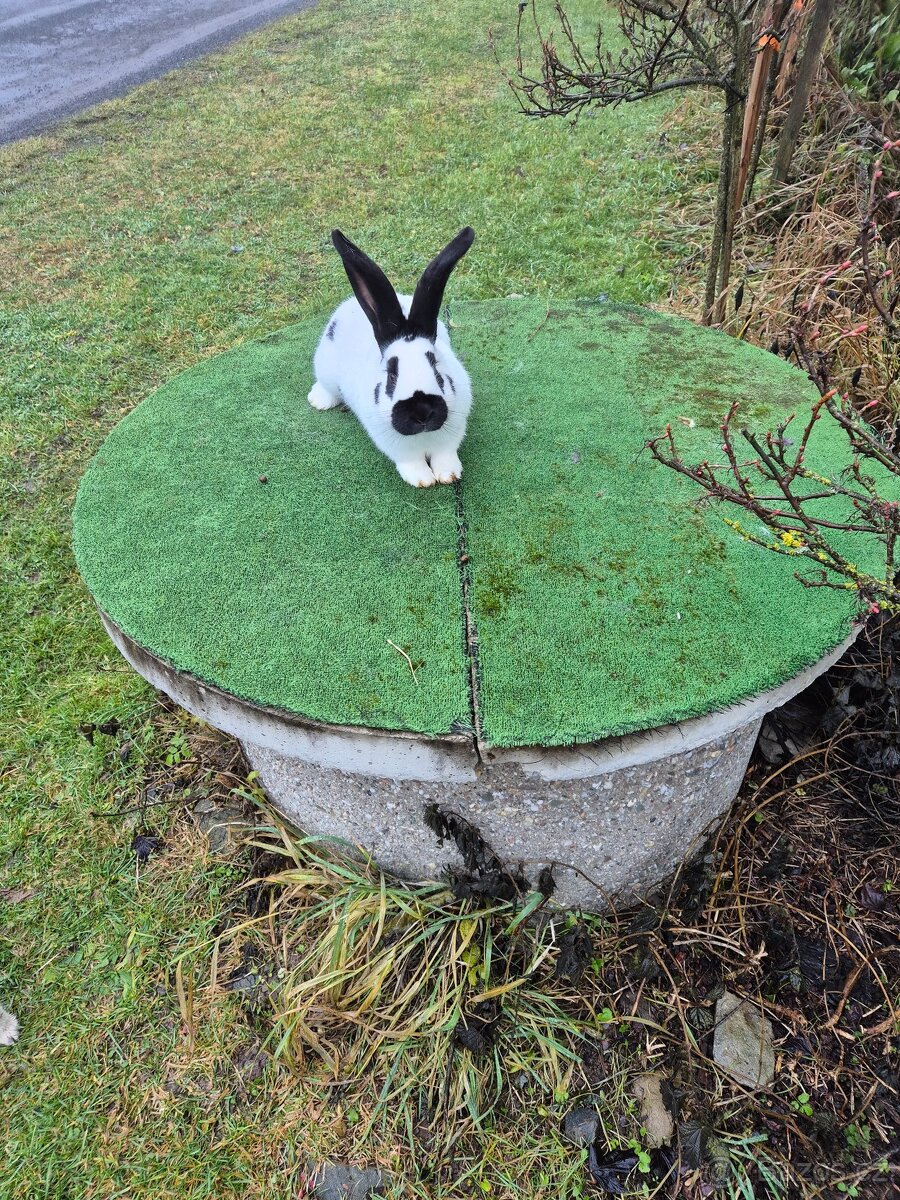 Německý obrovitý strakač - 6
