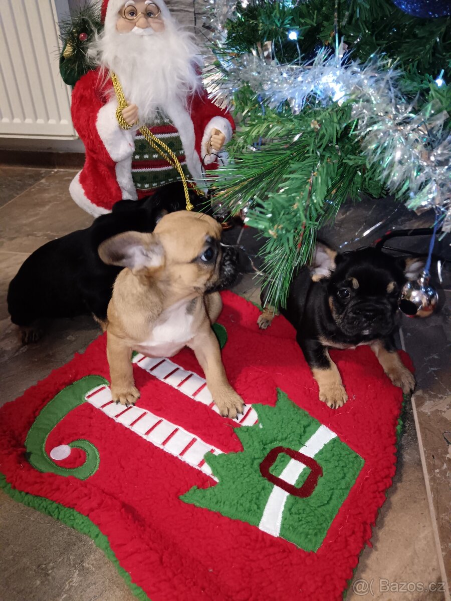 Francouzský buldocek - 6