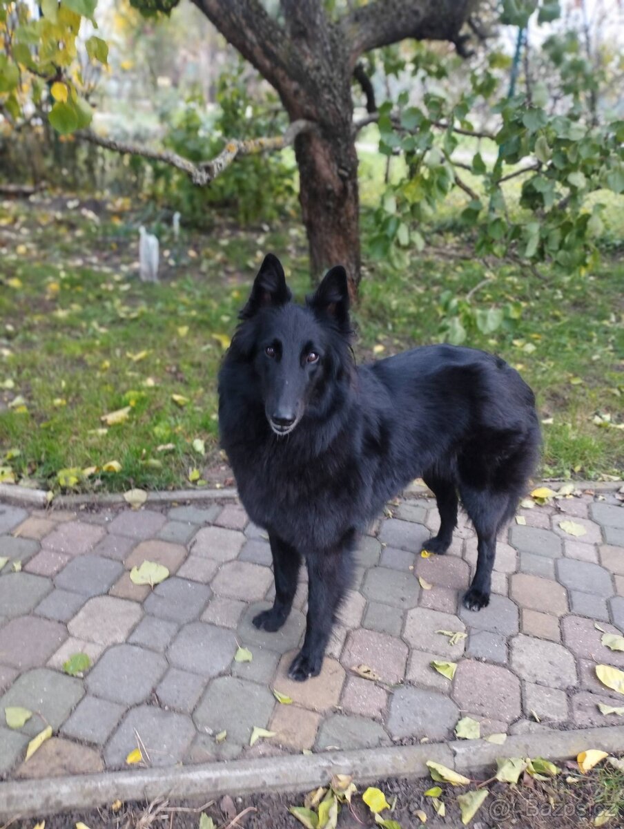 Belgický ovčák GROENENDAEL s PP - 6