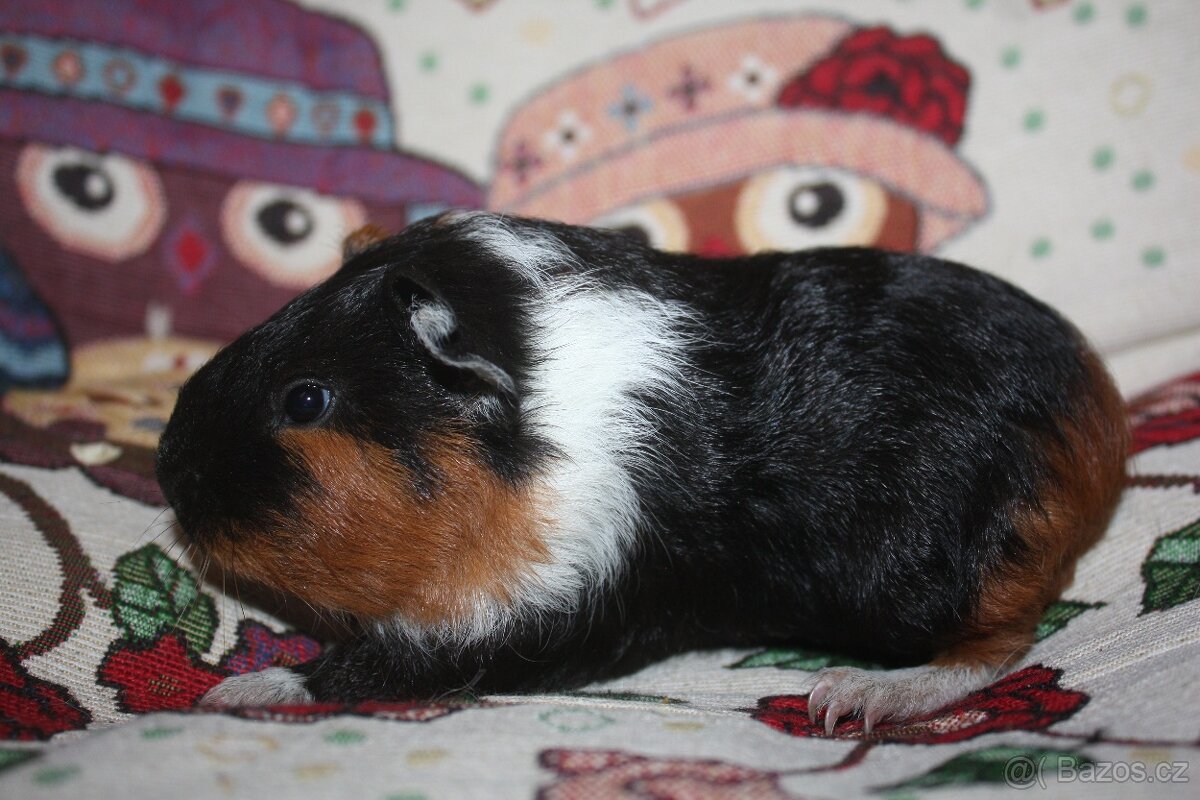 Morčata holčičky - 6