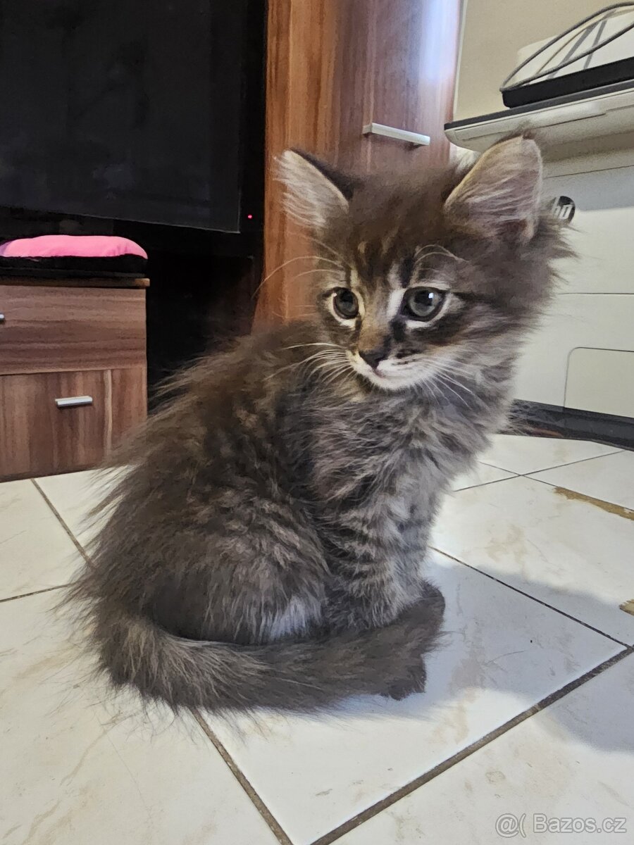 Koťátka - přírodní, zrzci - 6