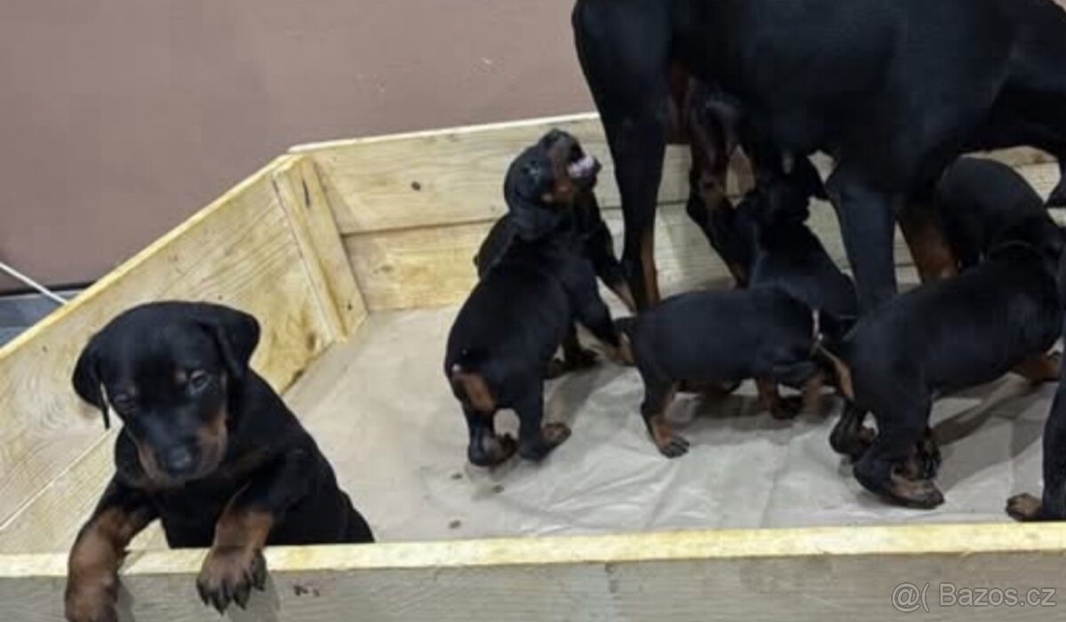 Dobrman - kupírováná fenka - 6