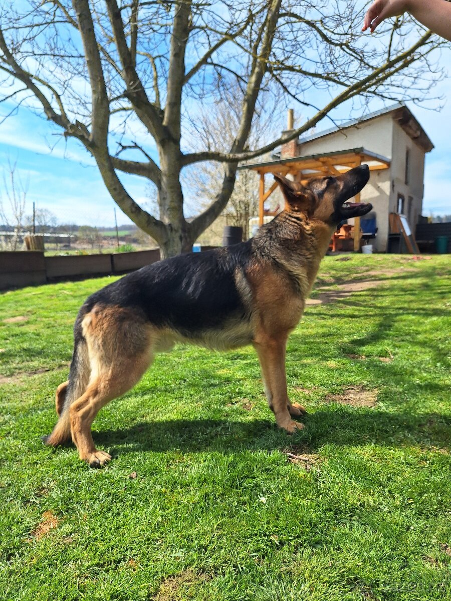 Německý ovčák - 6