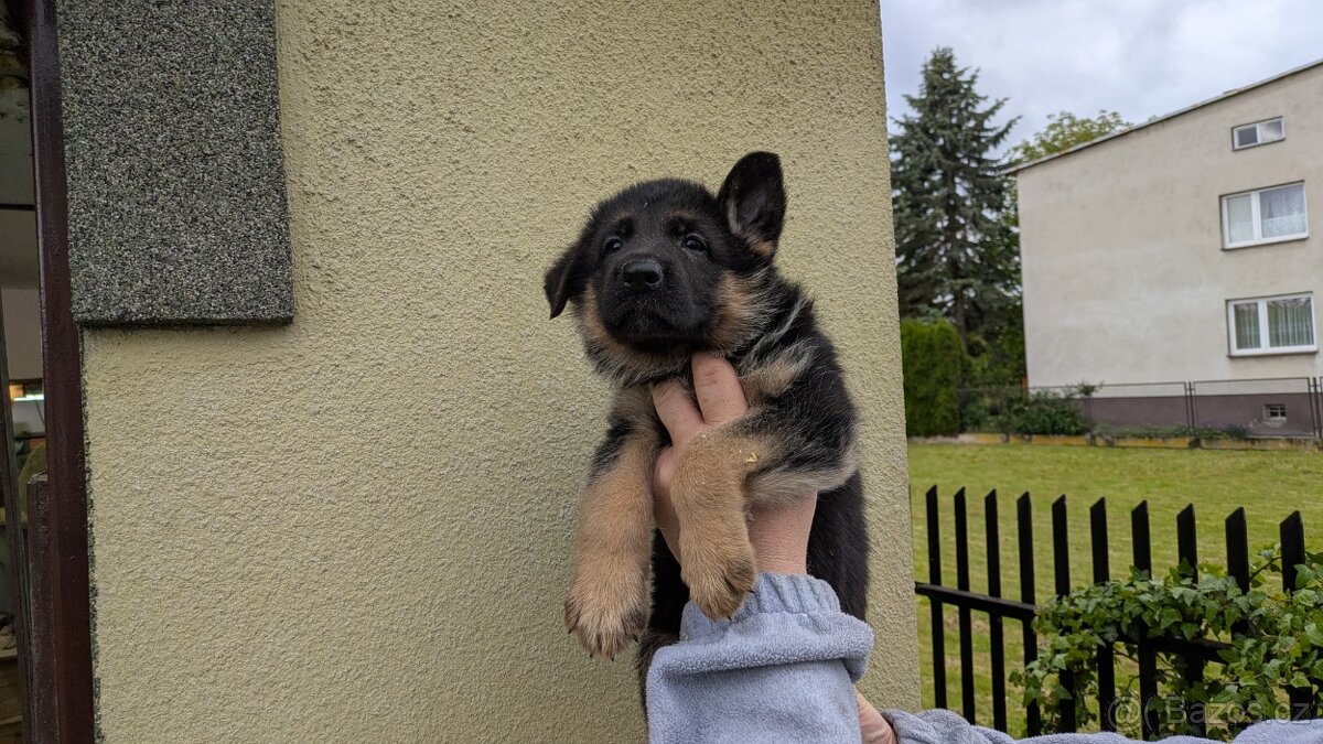 Nemecky ovcak kratkosrsty - 6