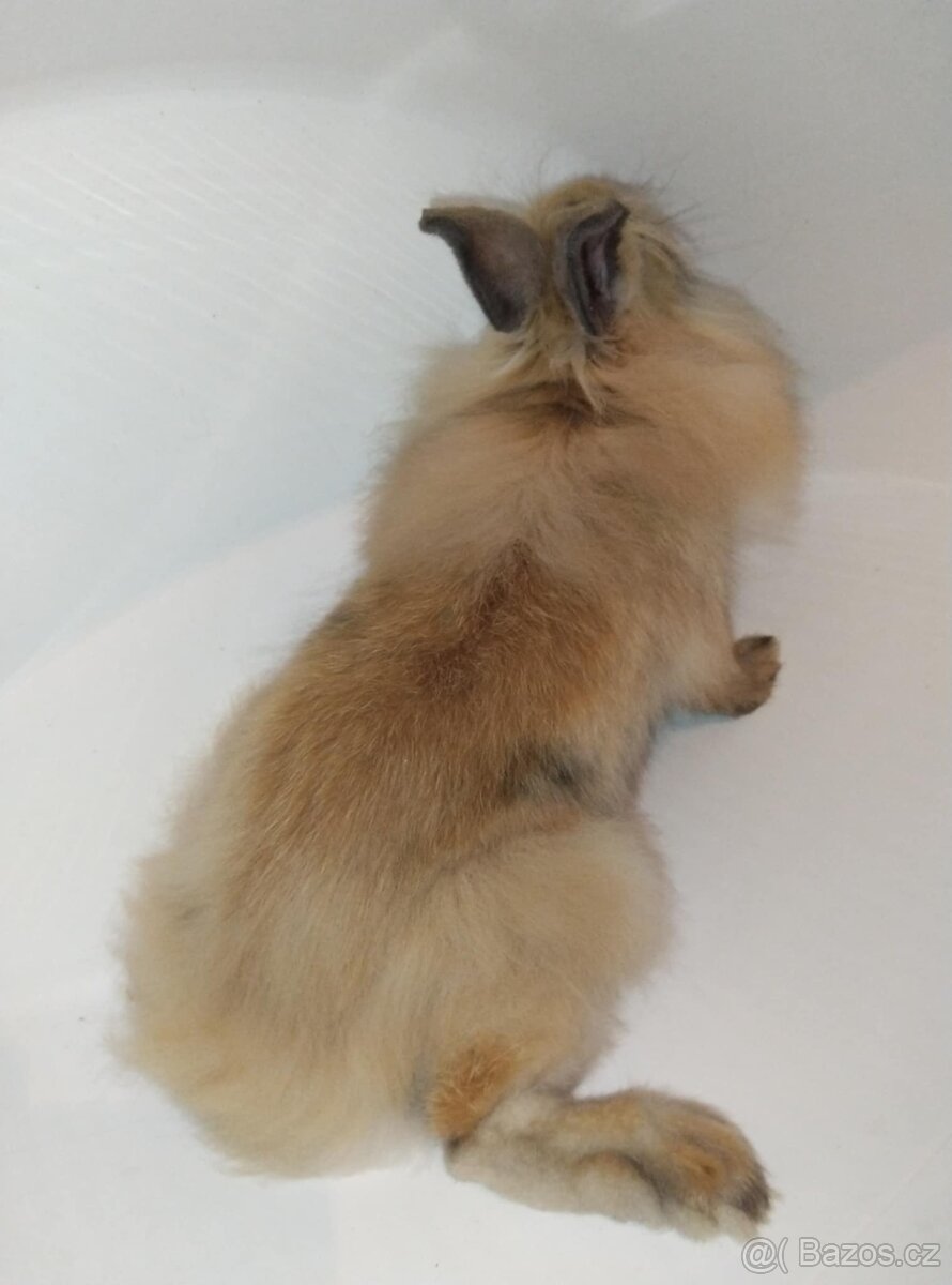 Zakrslý králíček bez PP samička Samatha - 6