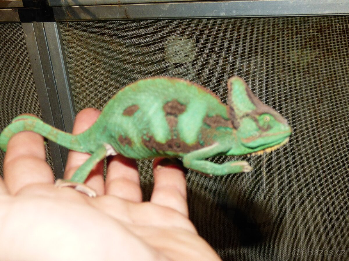 Chameleon jemenský - 6