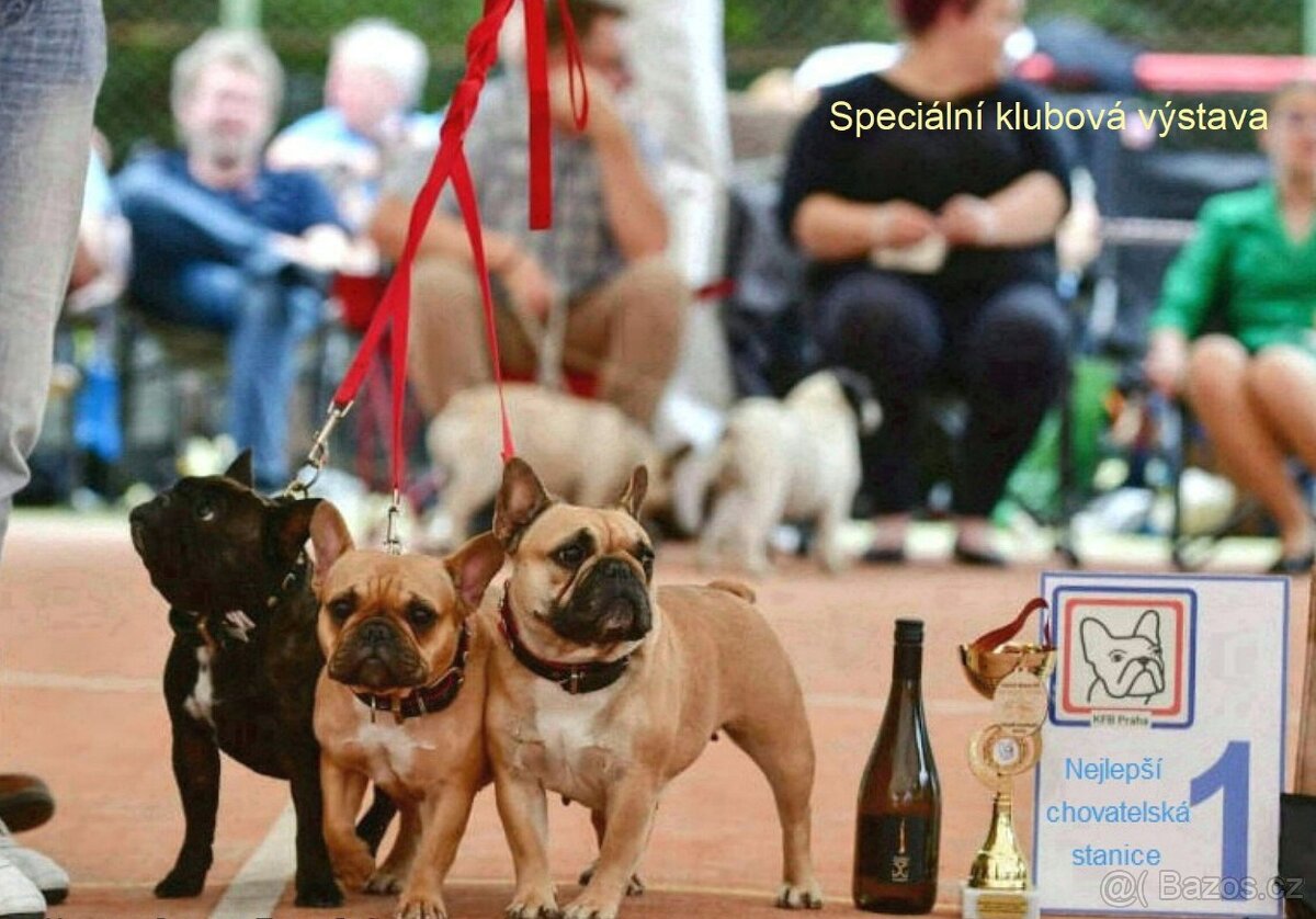 Francouzský buldoček s PP - 6