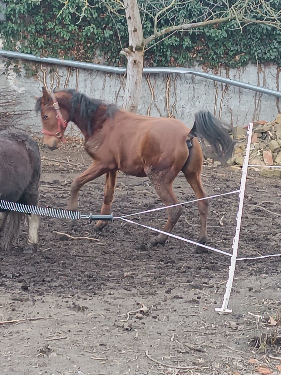 Prodám hřebce pony - 6