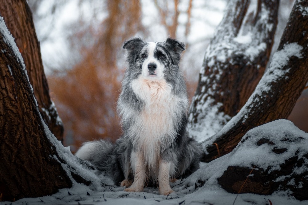 Krycí pes Border kolie s PP - 6