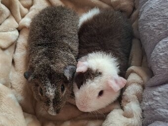 Morče - dva bráškové US Teddy - 6