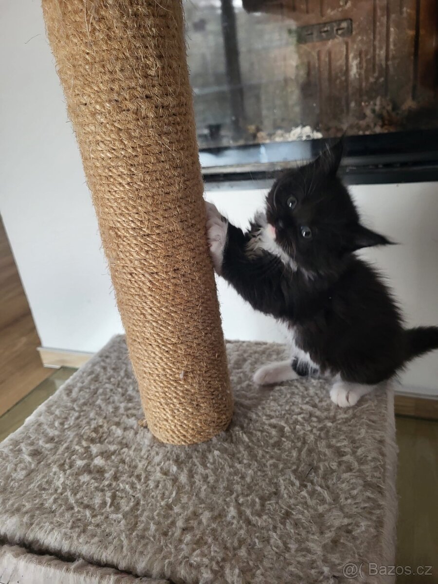 Mainská mývalí koťátka bez pp - 6