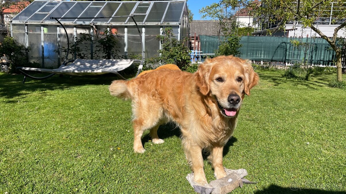 Chovný Zlatý Retriever s PP ke krytí - 6