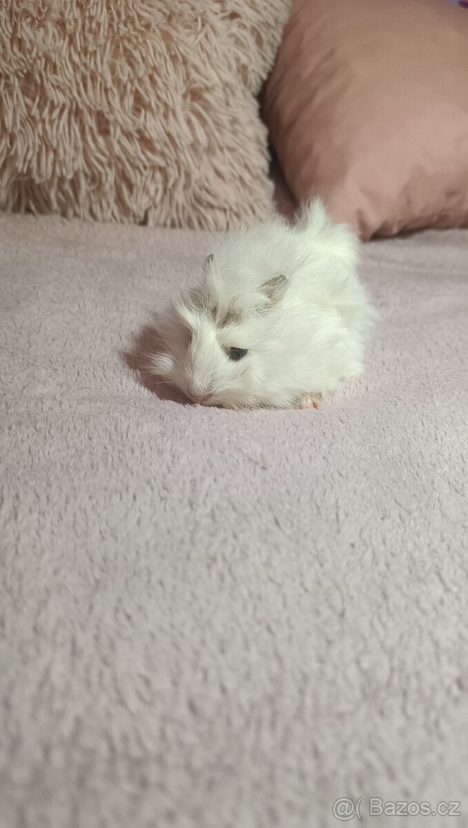 Morče , morčata - morče peruánské - 6