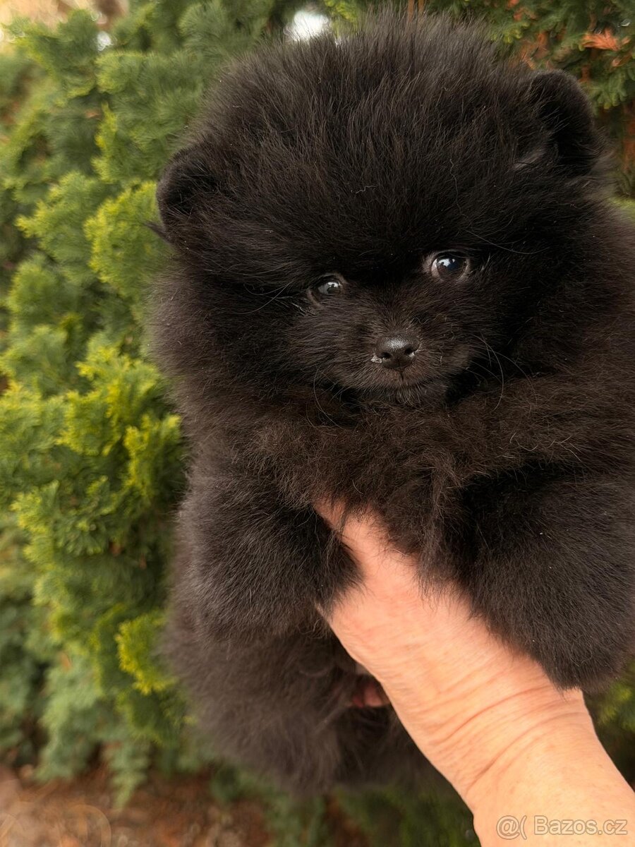 Pomeranian s p.p - 6