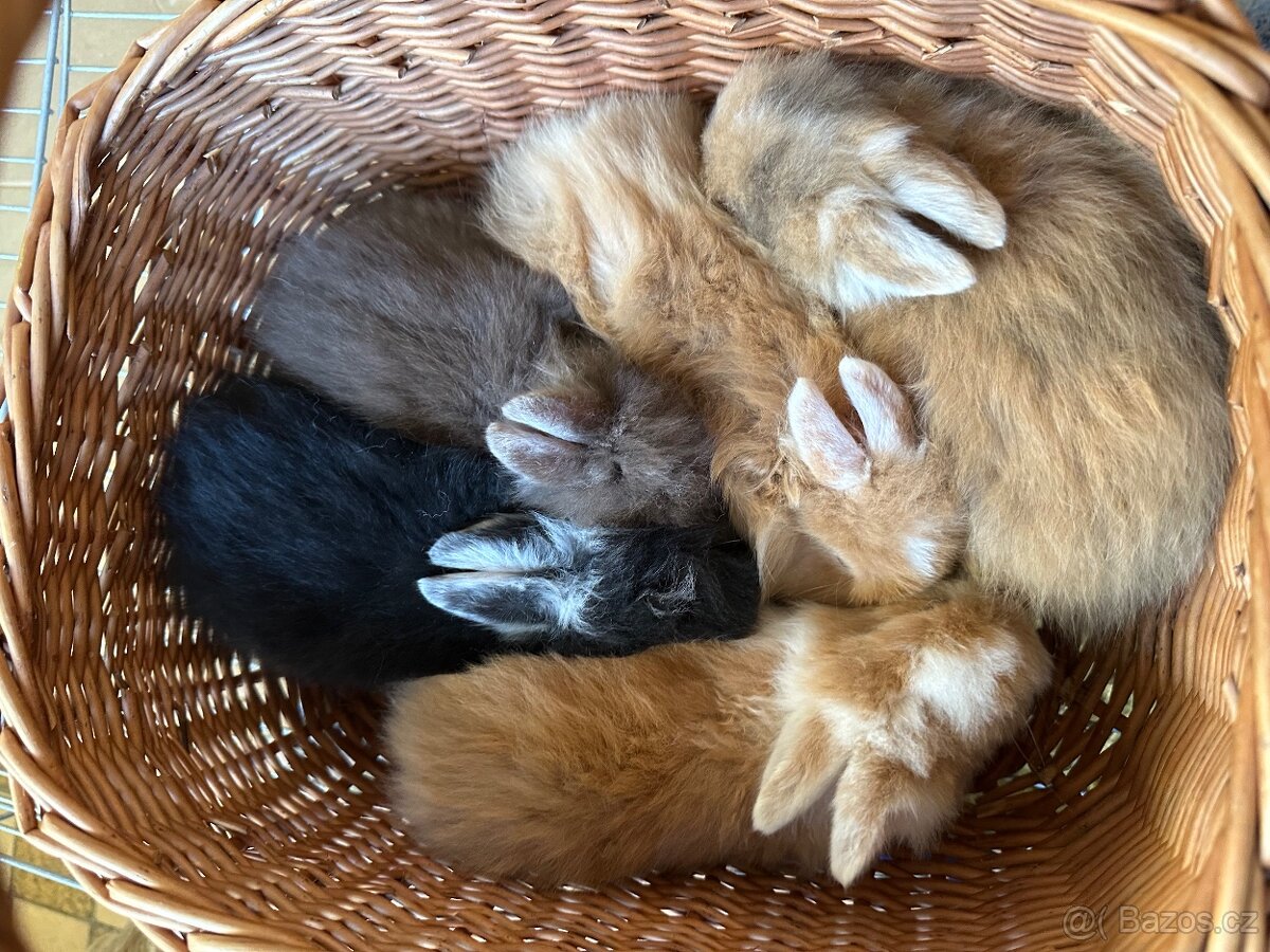 Zakrslý králík - 6