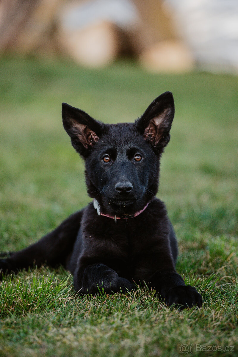 Nemecky ovcak s PP celocerna fenka - 6