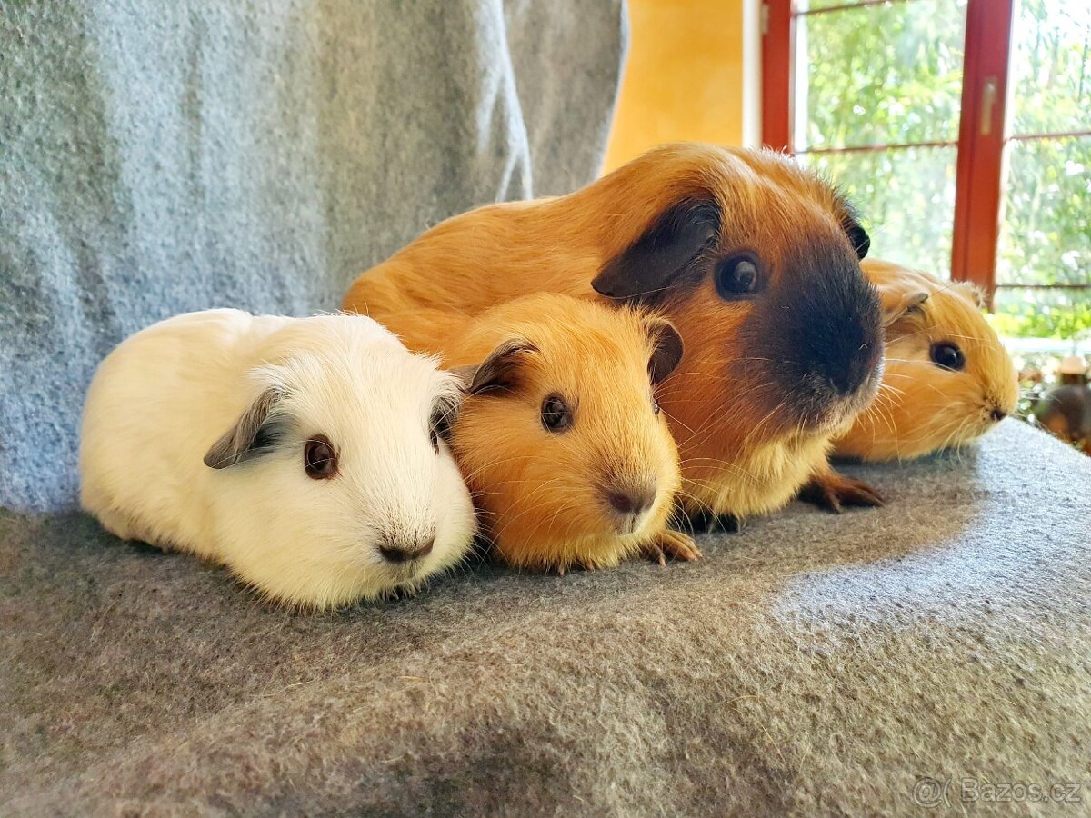 Morče s kalifornskou kresbou - 6