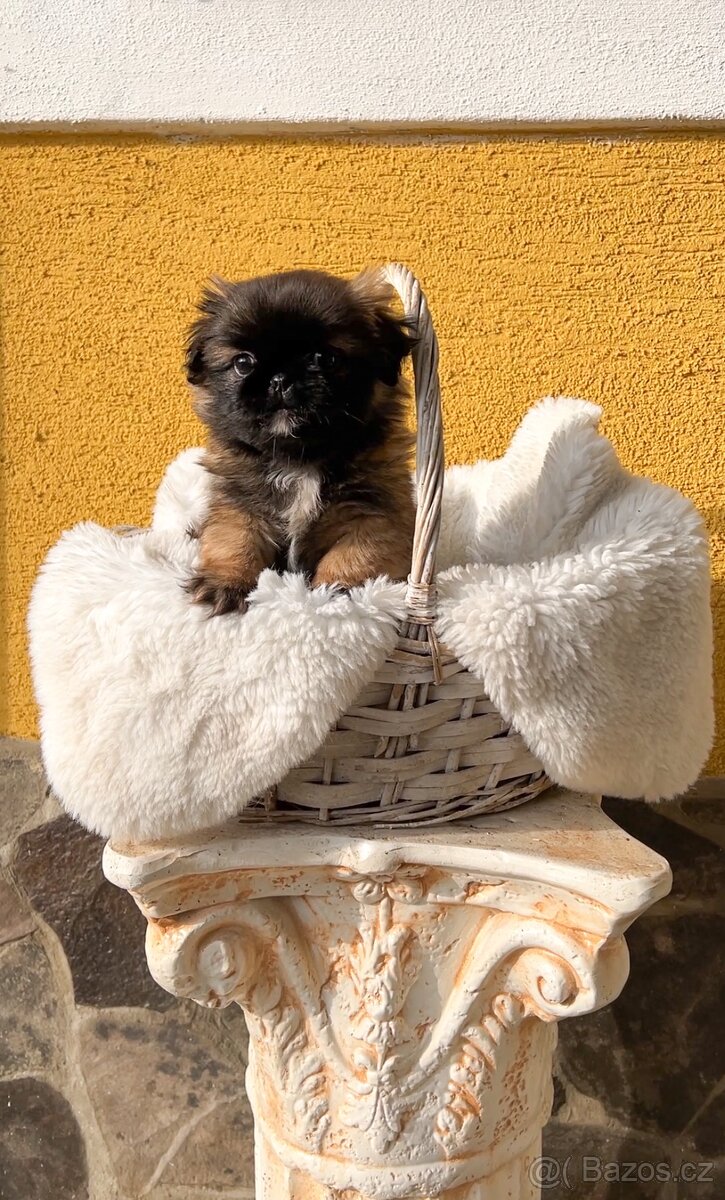 Stenatko kratkosrsty pekinezer - 6